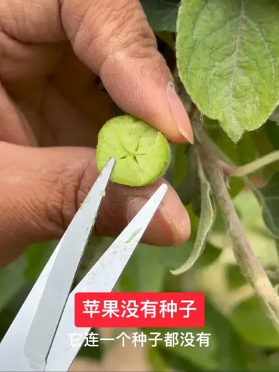 #新农人计划2025#抖音助农 #果树管理 #果树种植 #病虫害防治