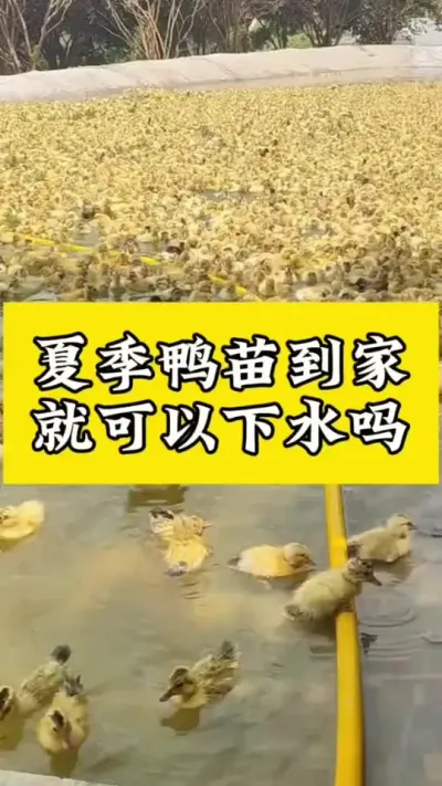 夏季鸭苗到家，就可以下水吗#鸭子养殖 #养鸭人 #养鸭流程 #养鸭专业户 #养鸭技术分享