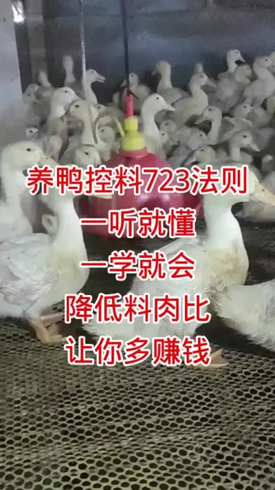养鸭控料723法则，一听就懂，一学就会，降低料肉比 #肉鸭养殖 #养殖技术 #鸭子 #黄金肥乐 #养鸭人