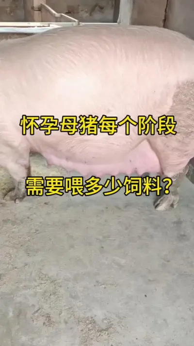 #猪 #养猪 #养猪人 #三农 #自繁自养