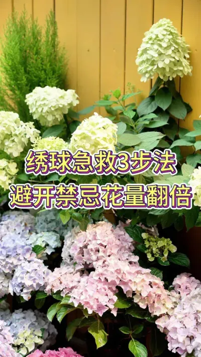 绣球急救3步法，避开禁忌花倍翻量#花卉绿植 #养花小知识 #养花人的乐趣 #绣球花 #绣球养护