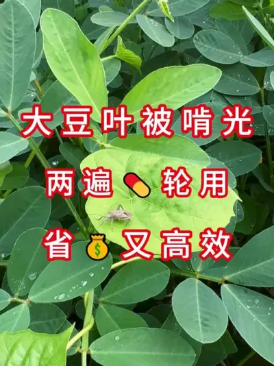 错过这几天一年白忙活 #三农流量扶持计划 #大豆种植 #抖音助农 #农业种植 #农业植保知识分享