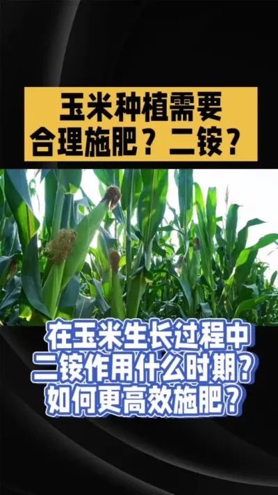 二铵有啥用？