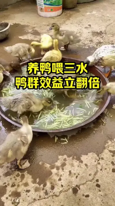 养鸭喂三水，鸭群效益立翻倍#抖音三农#养鸭#养殖
