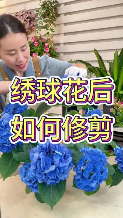 绣球花后如何修剪#绣球花的快乐 #绣球花修剪 #花卉绿植 #养花小知识 #养花人的乐趣