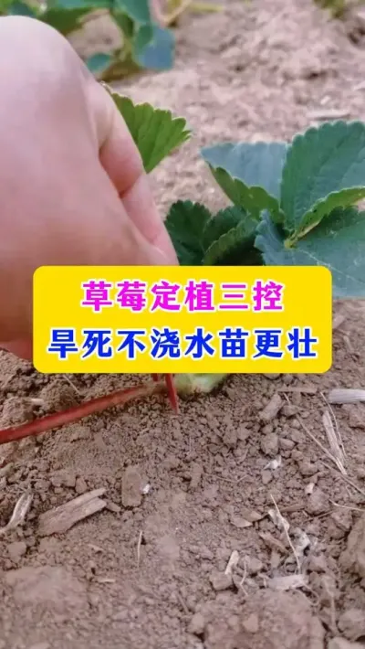 草莓定值三控，旱死不浇水苗更壮#草莓种植 #农业种植 #农业技术 #种植小技巧 