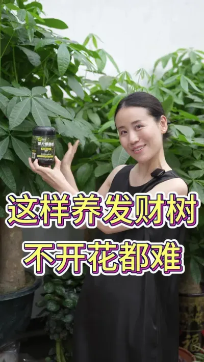 这样养发财树不开花都难#发财树养护 #发财树开花 #养花小知识 #养花人的日常 #花卉绿植