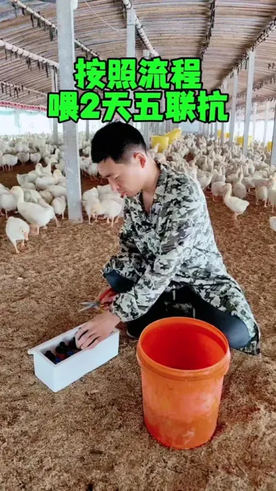 小鹅30天了，按照流程，喂2天的五联抗。#养鹅 #鹅苗 #养鹅技术 #狮头鹅 #养鹅人