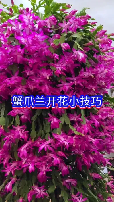 蟹爪兰开花小技巧#蟹爪兰 #花卉绿植 #养花小知识 #英子园艺