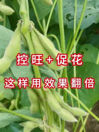 开花期管理做好增产30% #三农流量扶持计划 #大豆种植 #抖音助农 #农业种植 #农业植保知识分享