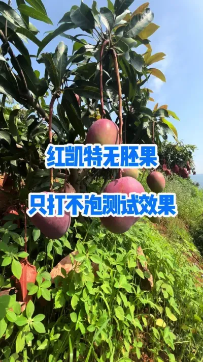 红凯特无胚果只打不泡的测试效果，这个结果还可以吧？ #红凯特#无胚果