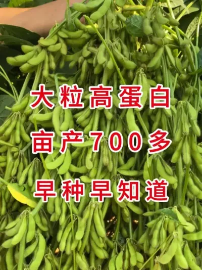 最新国审亩产700多，2025助您丰收 #三农流量扶持计划 #抖音助农 #产量特别高 #大豆种植 #农业种植
