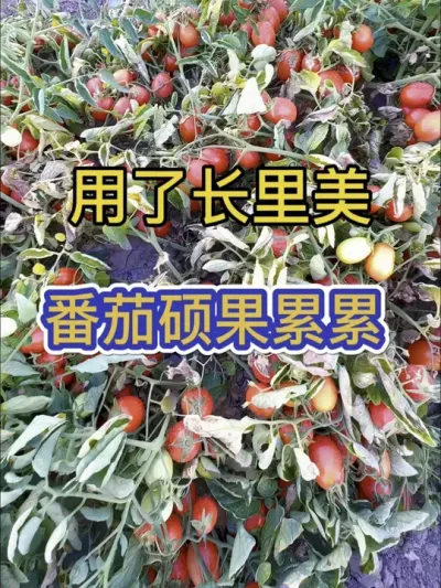 #种植小技巧 #抖音助农扶农 #辣椒种植 #西红柿种植 #助力三农