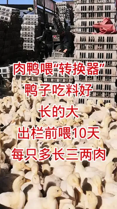 肉鸭喂&ldquo;转换器&rdquo;，鸭子吃料好，长的大，出栏前喂10天，每只多长三两肉 #肉鸭养殖 #养殖技术 #黄金肥乐 #鸭子 #养鸭