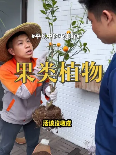 果类植物 #果树 #养花 #盆栽 果类植物的主导元素是硼，舍得补硼果满藤