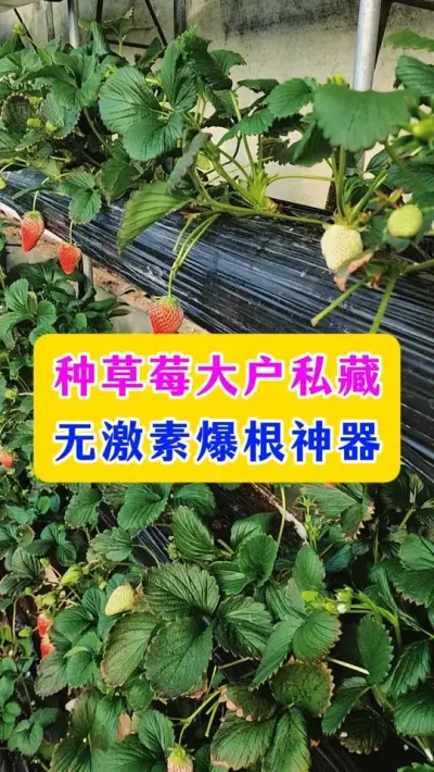 种草莓大户私藏 ，无激素爆根神器#草莓管理 #草莓种植 #农业技术推广 #种植小技巧 