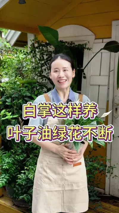 白掌这样子呀，叶子油绿花不断#养花小知识 #养花人的乐趣 #花卉绿植 #白掌盆栽 #白掌养护知识