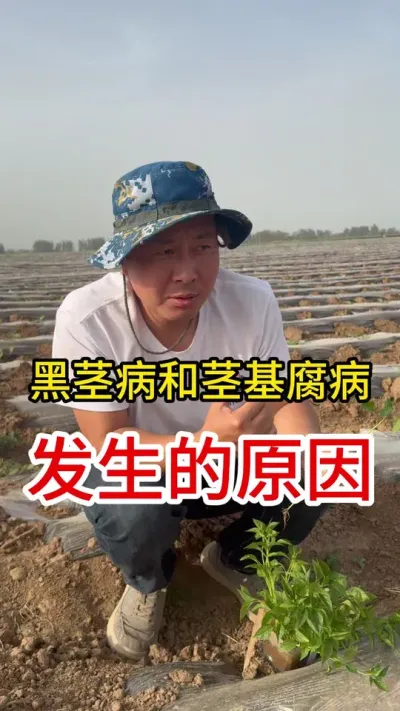 茎基腐和黑茎病发生的原因#辣椒 #种植小技巧