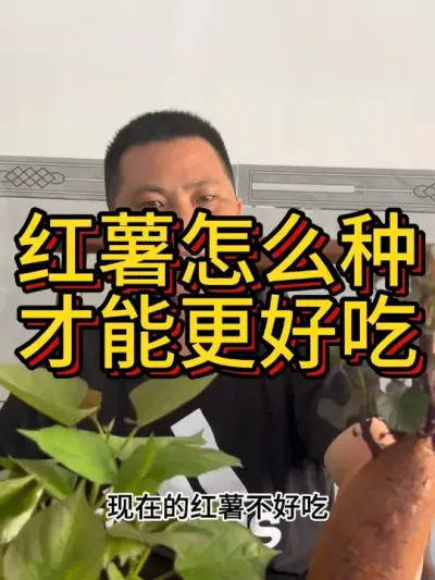 又是一条很长很长的视频#农业种植 #红薯种植 #红薯种植技术 #农业种植技术 #农技知识分享