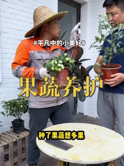 果蔬养护 #种植 #辣椒 #西红柿 果蔬种植想果多那就要做好以下几步，补硼是关键
