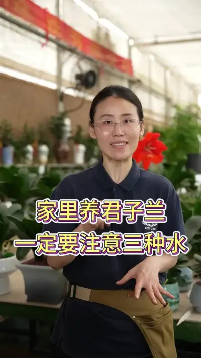家里养君子兰，一定要注意这三种水#花卉绿植 #养花我是认真的 #花卉绿植养护技巧 #养花小知识 #君子兰