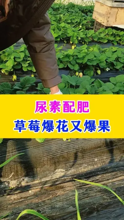 尿素配肥，草莓爆花又曝果#草莓种植 #三农 #农业技术 #种植小技巧 