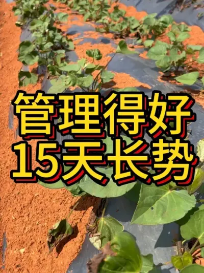 这是云南文山的15天的丝滑长势你见过吗#农业种植 #红薯高产 #如何种植红薯 #红薯种植 #节点施肥