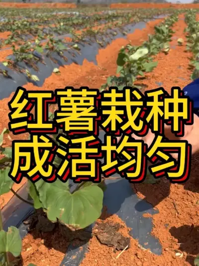 红薯栽下去的成活率高才可能长势均匀#农业种植 #红薯种植 #红薯种植技术 #节点施肥 #根壮霸