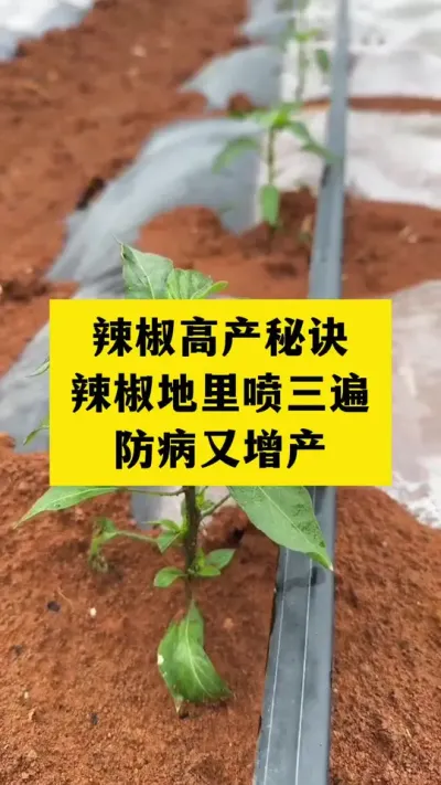辣椒种植高产秘诀，辣椒地里喷三遍，防病又增产 #辣椒种植 #增产增收 #三农种植