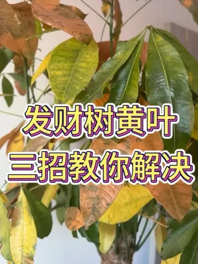 发财树黄叶三招教你解决#发财树 #发财树养护 #花卉绿植 #养花小知识 #养花人的乐趣
