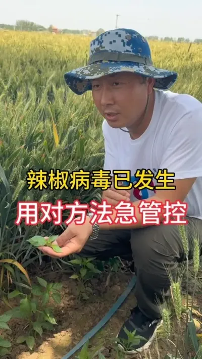 辣椒病毒病的症状及解决方法#三农流量扶持计划 #辣椒种植技术 #一口酸甜青春开唱