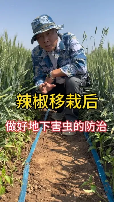 辣椒移栽从#农业种植 #辣椒高产 防虫先开始#辣椒种植技术
