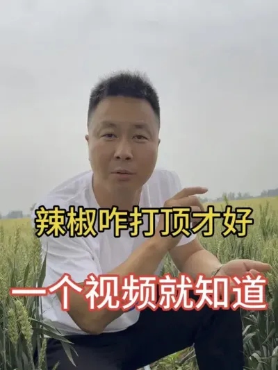 辣椒咋打顶才能憋叉多#三农流量扶持计划 #辣椒种植技术 #增产增收小配方