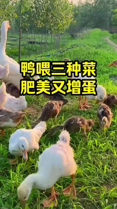鸭喂三种菜，肥美又增蛋#抖音三农#养鸭#养殖
