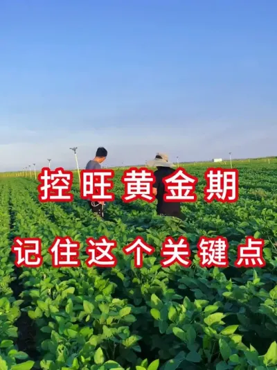 大豆别乱控旺 #三农流量扶持计划 #大豆种植 #抖音助农 #农业种植 #农业植保知识分享