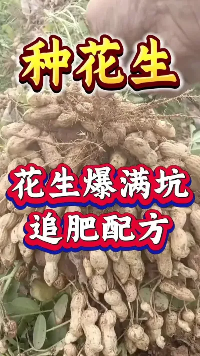 花生爆满坑，追肥秘密配方。#花生种植 #花生高产 #种花生 #花生种植管理技术 #花生高产种植