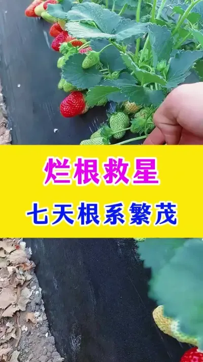 烂根救星，7 天根系繁茂#草莓种植 #种植小技巧 #农业种植技术 #农业技术推广 #种植技术 @巨大星-龙灯水溶肥源头厂家