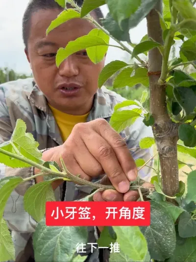 #新农人计划2025 #农业技术推广 #果树管理 #果树种植 #病虫害防治