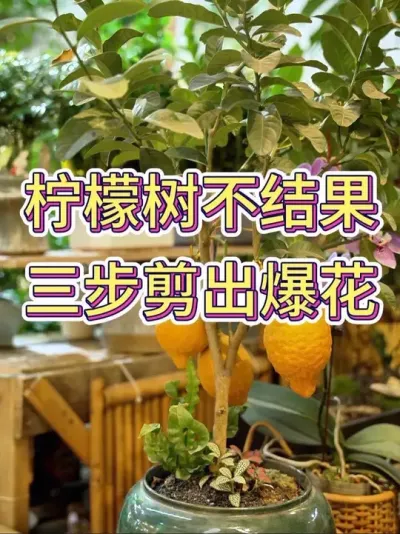 柠檬树不结果，三步剪出爆花#柠檬树 #香水柠檬种植 #香水柠檬 #养花小知识 #花卉绿植