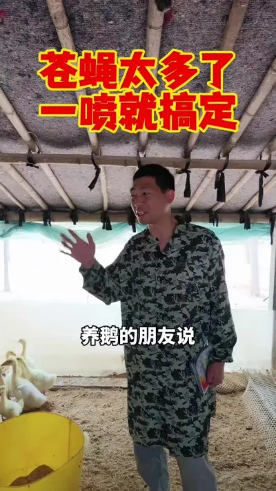 苍蝇太多了，别怕，一喷就搞定。#养鹅 #养鹅技术 #鹅苗 #苍蝇 #狮头鹅