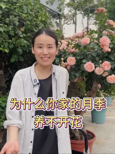 为什么你家的月季不开花？#月季养护 #月季花后修剪 #养花小知识 #养花人的快乐 #花卉绿植养护技巧