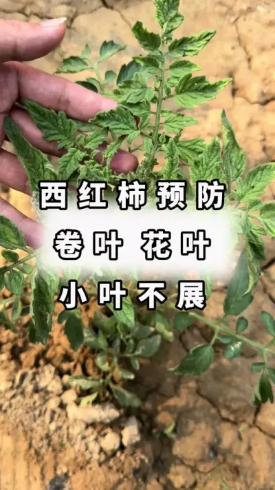 西红柿预防，卷叶，小叶，花叶，番茄病毒病！#西红柿种植#农业种植#番茄病毒病#妙展黄头