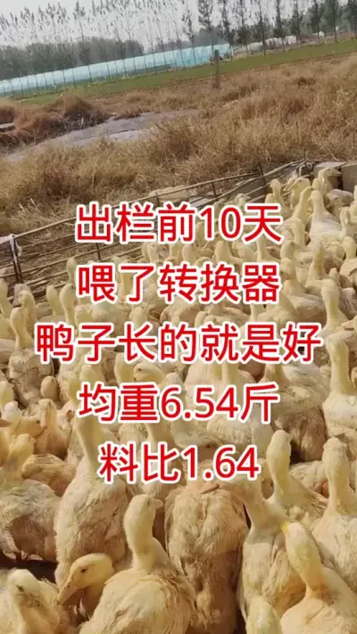 出栏前10天，喂了 #转换器 鸭子长的就是好，均重6.54斤，料比1.64 #肉鸭养殖 #养殖技术 #黄金肥乐 #鸭子