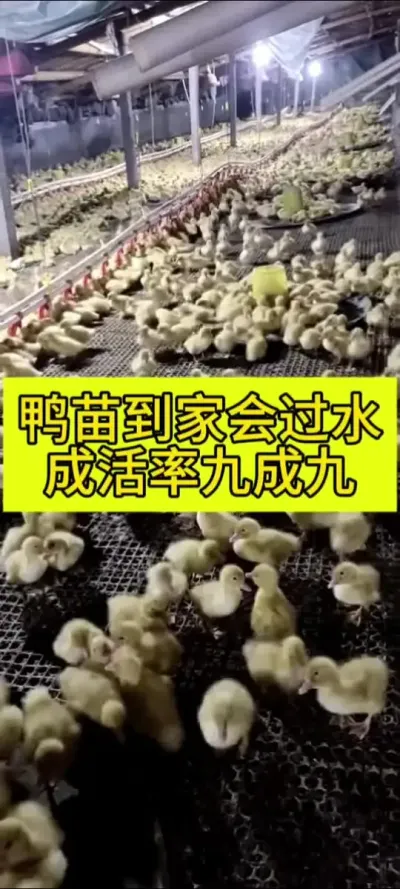 #养鸭人 #肉鸭养殖 #禽病防治 #养鸭技术 #三农