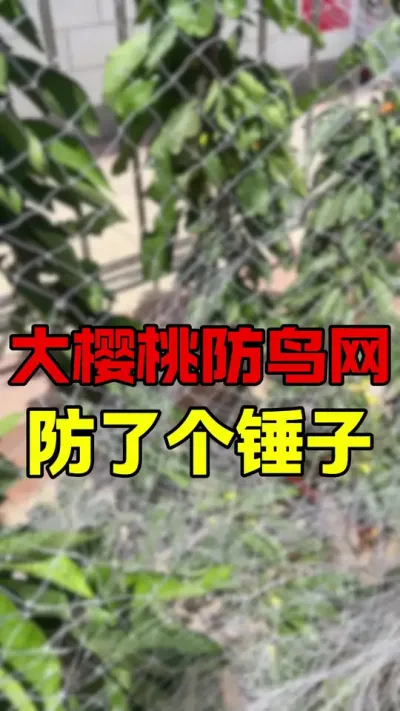 大樱桃防鸟？防了个寂寞。#车厘子大樱桃 #大樱桃种植管理 #果树管理 #大樱桃树苗