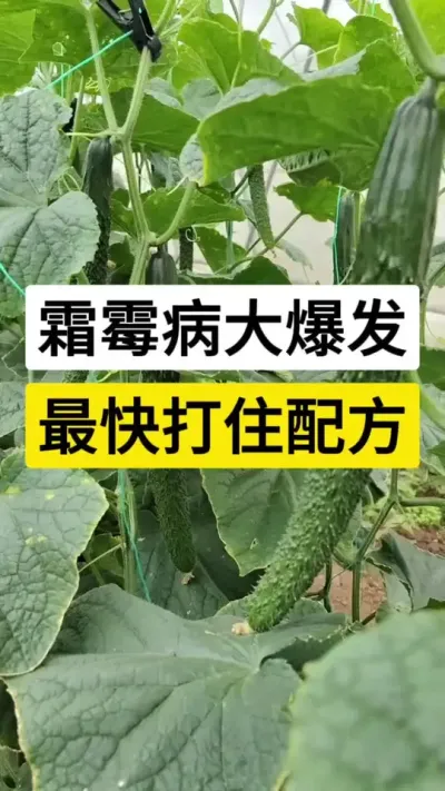 霜霉病大爆发，最快打住配方 #黄瓜霜霉病 #黄瓜种植技术 #黄瓜种植 #霜霉病 #农业技术推广