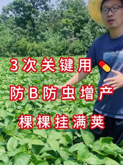 苗期花期结荚各打1次 #三农流量扶持计划 #大豆种植 #抖音助农 #农业植保知识分享 #农业种植