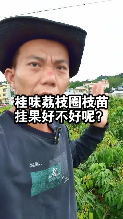 桂味荔枝圈枝苗挂果量好不好呢？带大家苗圃实拍看看 #荔枝苗 #桂味荔枝 #果苗供应