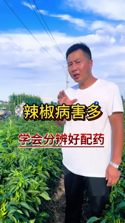 辣椒病害多如毛学会分辨产量高#辣椒种植 #种植小技巧 #抖音助农扶农 #分享植保小知识 #三农流量扶持计划