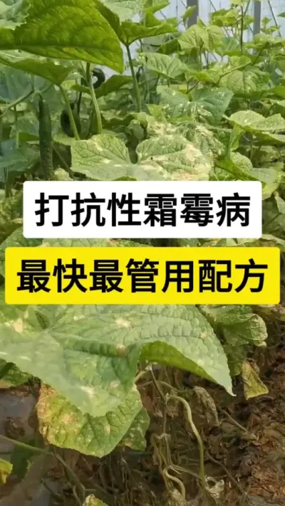 打抗性霜霉病，最快最管用配方 #黄瓜种植技术 #黄瓜高产种植 #黄瓜霜霉病 #黄瓜 #农业技术推广